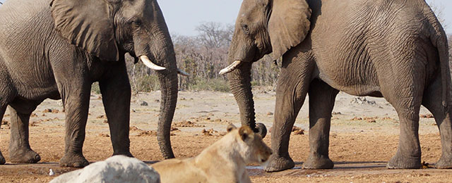 Central Kalahari game reserve elephants